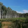 жизнь по кайфу 🤤 - @dima_rich1986 - TikTok