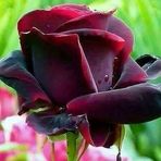 Dima Sahili Taha - Facebook