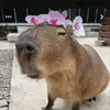 ✡︎𝓓𝓲𝓷𝓪✡︎ - @dina.bender2 - TikTok