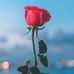 Dina Halawa - Facebook