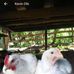 Dina Halawa - Facebook
