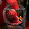 Dina Haque - @user941796683 - TikTok