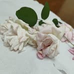 Dina Haque - Facebook