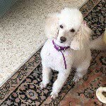 Dina - @dina.kellerman - Instagram