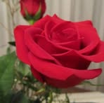 Dina Noto - Facebook