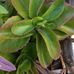 Dina Pearson - Facebook