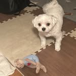 ちんな君 - @dinapon._.32 - Instagram