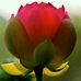 Dina Ray - Facebook