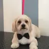 Dina Reyes - @dina.reyes30 - TikTok