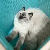 teteh comel🦋 - @dinarossss - TikTok
