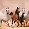 Dina said - @dina.said70 - TikTok