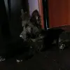 РОССИЯ ТОП‼️ - @_dina_shepherd_ - TikTok