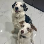 Dina & Oreo 🐾 - @dina_oreo_australian_shepherd - Instagram