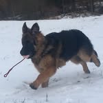 Dina German Shepherd - @dina_german_shepherd - Instagram