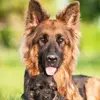 Dina🥰🐕❤ - @german_shepherd_dina..fp - TikTok