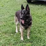 Dina The German Shepherd - @dinathegermanshepherd13 - Instagram