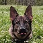 Dina The German Shepherd - @dina_nibbles - Instagram