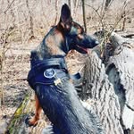 Dina The German Shepherd - @dina_the_shepherd - Instagram