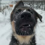 Dina❤️ - @the_shepherd_dina - Instagram