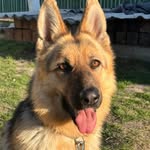 German Shepherd Dina - @german_shepherd_dina - Instagram
