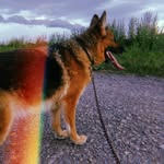 MY SHEPHERD DINA🐕 - @my_shepherd_dina - Instagram