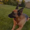 Дианка - @shepherd.dina - TikTok