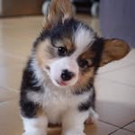 my love puppy! - @dinastrongwoman - Instagram