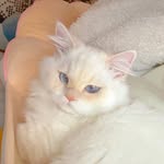 dingchen - @cudasehgn - Instagram