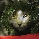 Harrison - @justharrisoncandino - Instagram