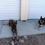 Dino Koch - @dinojkoch - Instagram