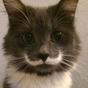 DinoLY - @imamustachecat - TikTok