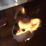 Dino Thomas - @dininhothomas - Instagram