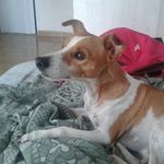 Dino Thomas o Cão - @dinothomas_ocao - Instagram