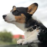 Dino_Valentino - @dino_valentino_the_corgi - Instagram