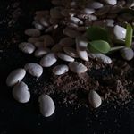 Dion Bailey - @southafricanbeans - Instagram