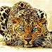 Dion Bailey - Facebook