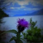 Dionne Campbell - @scottishgirl04 - Instagram