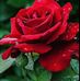Dionne Jackson - Facebook