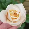 Dionne Roberts - @tt08121968 - TikTok