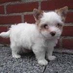 Dirk Bartelsmeier - @dirkbartelsmeier - Instagram