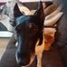 Dirk Bauer - Facebook
