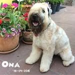 dirk de bolle - @dirk_de_bolle - Instagram