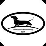 Dachshund Irkları Derneği - @dachshundirklaridernegi - Instagram