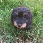 @dachsiedirk - Instagram