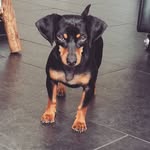 dirk_teckel - @xxdirk.dachshundxx - Instagram