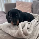 Dirk the Dachshund - @dirk.thedachshund - Instagram