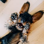Dirk Vom Falkenblock - @dachshunddirk - Instagram