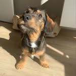 Dirkje🐾 - @dirkjededachshund - Instagram