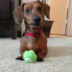 dirkthedachshund - @dirkthedachshund - Instagram