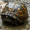 GrumpeTurtle - @dirkmcgregor - TikTok